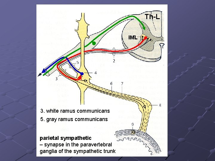 Th-L IML 3. white ramus communicans 5. gray ramus communicans parietal sympathetic – synapse