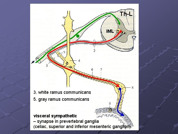 Th-L IML 3. white ramus communicans 5. gray ramus communicans visceral sympathetic – synapse