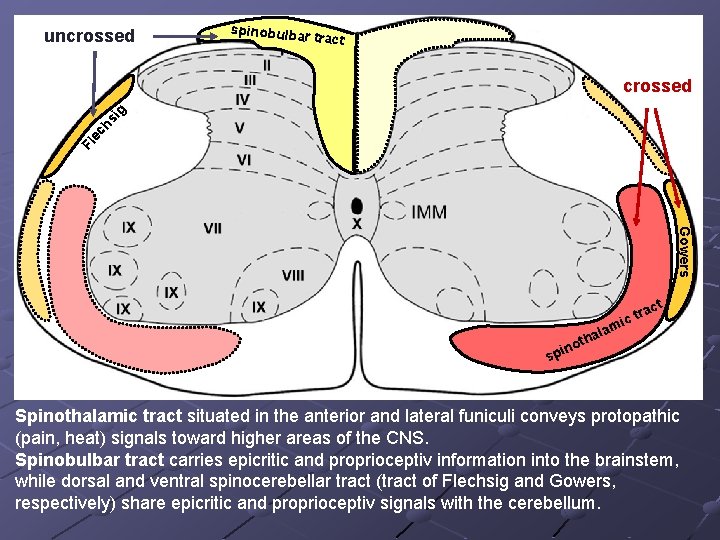 uncrossed spinobulba r tract Fl ec hs ig crossed Gowers ct ra ic t
