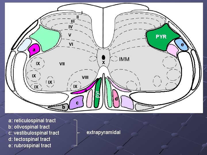 PYR e a b a: reticulospinal tract b: olivospinal tract c: vestibulospinal tract d: