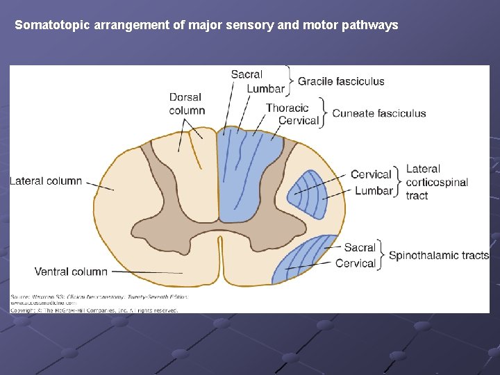 Somatotopic arrangement of major sensory and motor pathways 