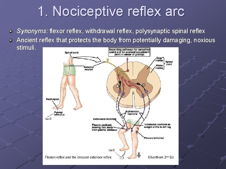 1. Nociceptive reflex arc Synonyms: flexor reflex, withdrawal reflex, polysynaptic spinal reflex Ancient reflex