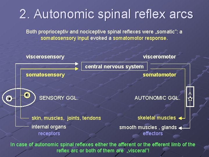 2. Autonomic spinal reflex arcs Both proprioceptiv and nociceptive spinal reflexes were „somatic”: a