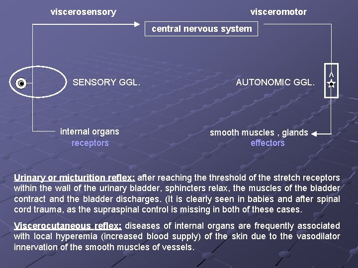 viscerosensory visceromotor central nervous system internal organs receptors AUTONOMIC GGL. v SENSORY GGL. smooth