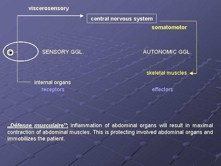 viscerosensory central nervous system somatomotor SENSORY GGL. AUTONOMIC GGL. skeletal muscles internal organs receptors