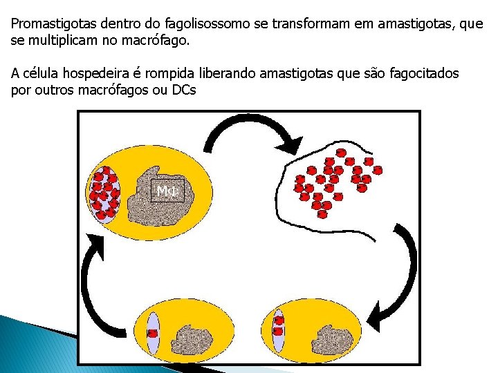 Promastigotas dentro do fagolisossomo se transformam em amastigotas, que se multiplicam no macrófago. A Promastigotas dentro do fagolisossomo se transformam em amastigotas, que se multiplicam no macrófago. A