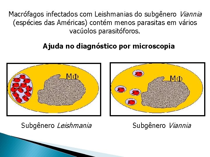 Macrófagos infectados com Leishmanias do subgênero Viannia (espécies das Américas) contém menos parasitas em Macrófagos infectados com Leishmanias do subgênero Viannia (espécies das Américas) contém menos parasitas em