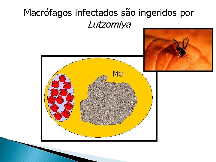 Macrófagos infectados são ingeridos por Lutzomiya Macrófagos infectados são ingeridos por Lutzomiya