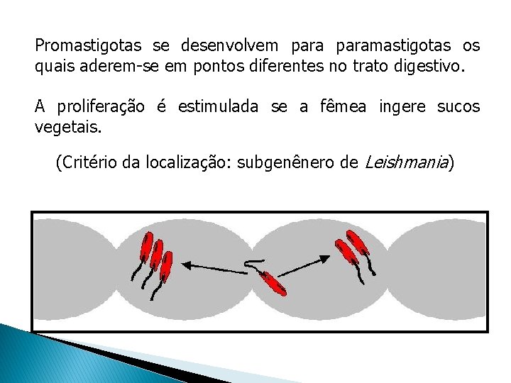 Promastigotas se desenvolvem paramastigotas os quais aderem-se em pontos diferentes no trato digestivo. A Promastigotas se desenvolvem paramastigotas os quais aderem-se em pontos diferentes no trato digestivo. A