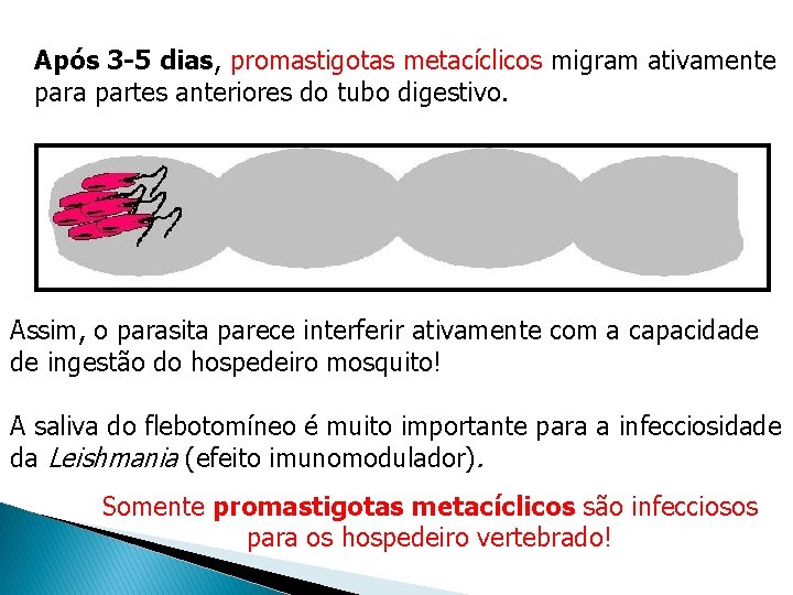 Após 3 -5 dias, promastigotas metacíclicos migram ativamente para partes anteriores do tubo digestivo. Após 3 -5 dias, promastigotas metacíclicos migram ativamente para partes anteriores do tubo digestivo.