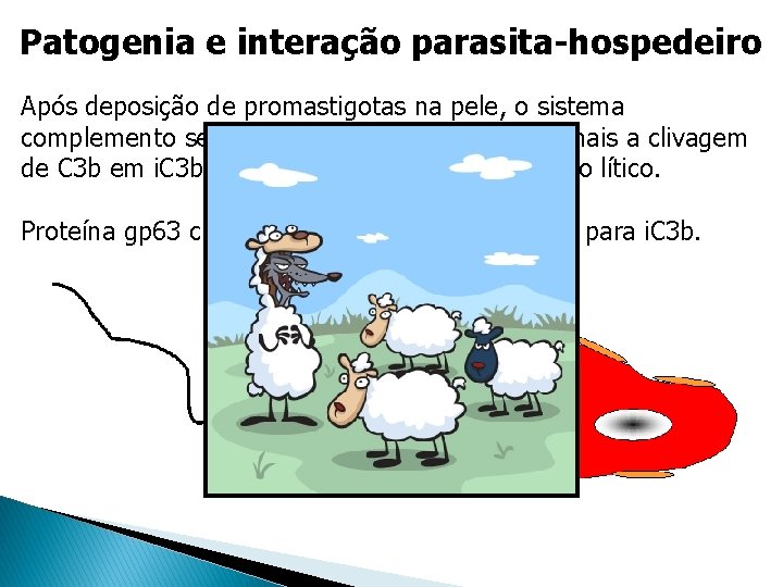 Patogenia e interação parasita-hospedeiro Após deposição de promastigotas na pele, o sistema complemento se Patogenia e interação parasita-hospedeiro Após deposição de promastigotas na pele, o sistema complemento se