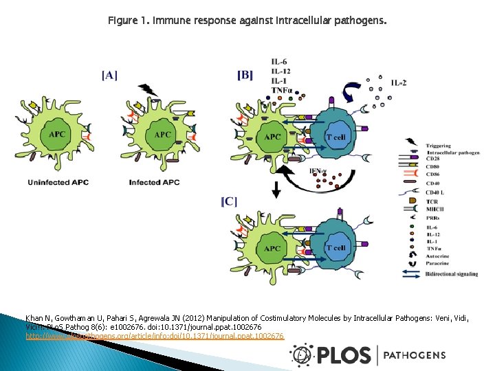 Figure 1. Immune response against intracellular pathogens. Khan N, Gowthaman U, Pahari S, Agrewala Figure 1. Immune response against intracellular pathogens. Khan N, Gowthaman U, Pahari S, Agrewala