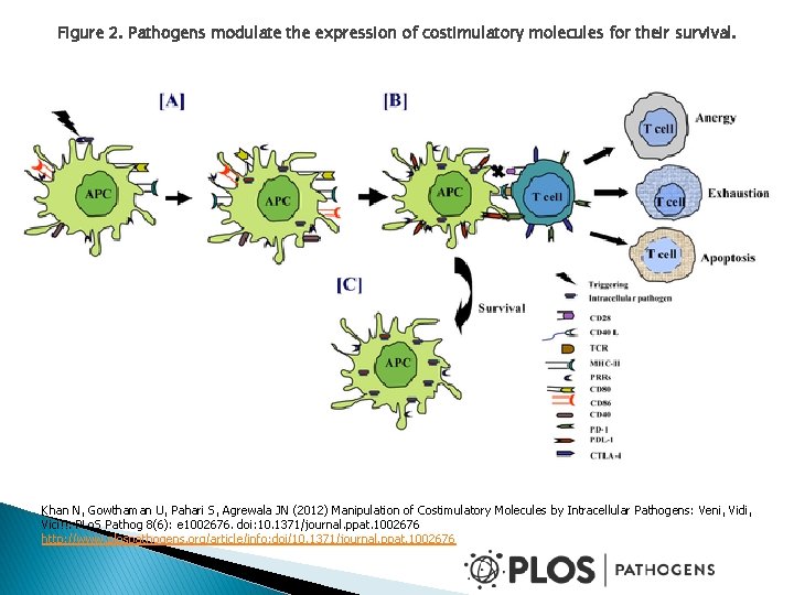 Figure 2. Pathogens modulate the expression of costimulatory molecules for their survival. Khan N, Figure 2. Pathogens modulate the expression of costimulatory molecules for their survival. Khan N,