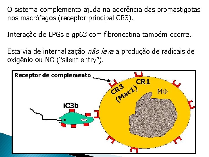 O sistema complemento ajuda na aderência das promastigotas nos macrófagos (receptor principal CR 3). O sistema complemento ajuda na aderência das promastigotas nos macrófagos (receptor principal CR 3).