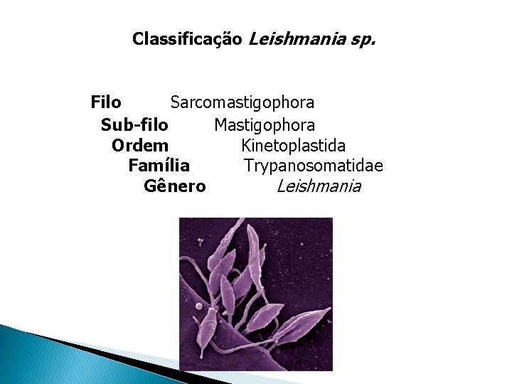 Classificação Leishmania sp. Filo Sarcomastigophora Sub-filo Mastigophora Ordem Kinetoplastida Família Trypanosomatidae Gênero Leishmania Classificação Leishmania sp. Filo Sarcomastigophora Sub-filo Mastigophora Ordem Kinetoplastida Família Trypanosomatidae Gênero Leishmania