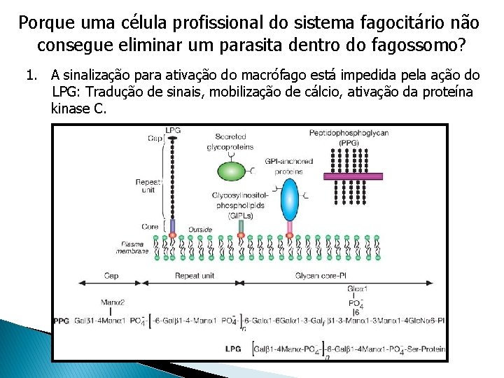 Porque uma célula profissional do sistema fagocitário não consegue eliminar um parasita dentro do Porque uma célula profissional do sistema fagocitário não consegue eliminar um parasita dentro do