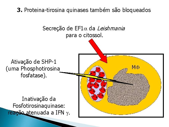 3. Proteina-tirosina quinases também são bloqueados Secreção de EF 1 da Leishmania para o 3. Proteina-tirosina quinases também são bloqueados Secreção de EF 1 da Leishmania para o