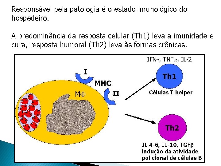 Responsável pela patologia é o estado imunológico do hospedeiro. A predominância da resposta celular Responsável pela patologia é o estado imunológico do hospedeiro. A predominância da resposta celular