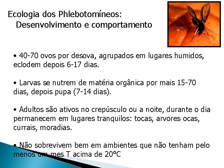 Ecologia dos Phlebotomíneos: Desenvolvimento e comportamento • 40 -70 ovos por desova, agrupados em Ecologia dos Phlebotomíneos: Desenvolvimento e comportamento • 40 -70 ovos por desova, agrupados em