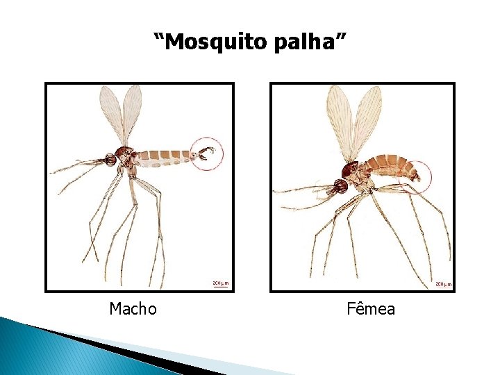 “Mosquito palha” Macho Fêmea “Mosquito palha” Macho Fêmea