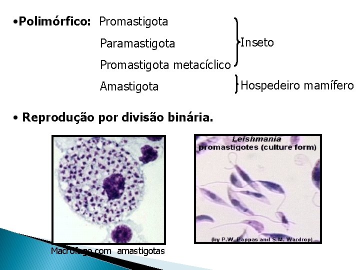 • Polimórfico: Promastigota Paramastigota Inseto Promastigota metacíclico Amastigota • Reprodução por divisão binária. • Polimórfico: Promastigota Paramastigota Inseto Promastigota metacíclico Amastigota • Reprodução por divisão binária.