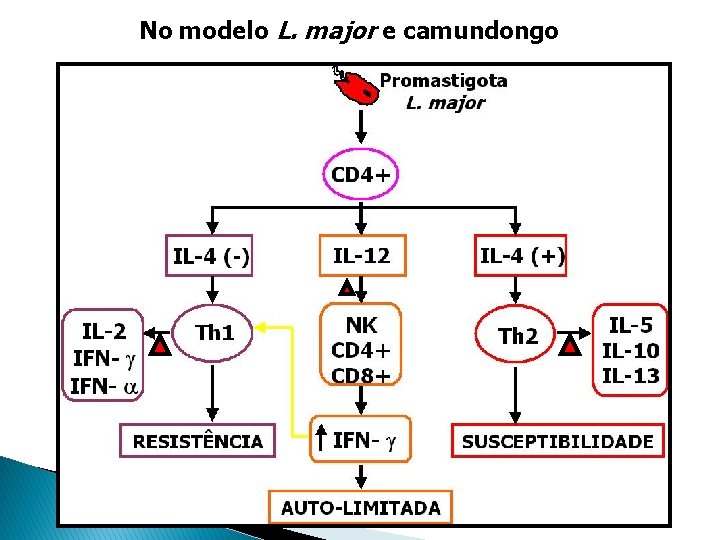 No modelo L. major e camundongo No modelo L. major e camundongo