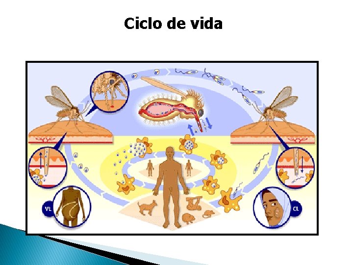 Ciclo de vida Ciclo de vida