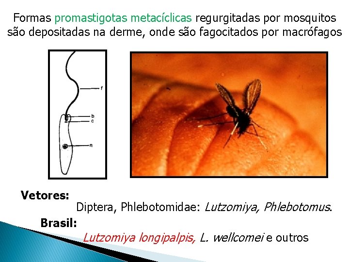 Formas promastigotas metacíclicas regurgitadas por mosquitos são depositadas na derme, onde são fagocitados por Formas promastigotas metacíclicas regurgitadas por mosquitos são depositadas na derme, onde são fagocitados por