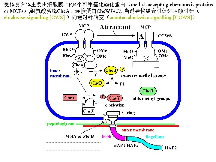 受体复合体主要由细胞膜上的4个可甲基化趋化蛋白（methyl-accepting chemotaxis proteins or MCPs）, 组氨酸激酶Che. A、连接蛋白Che. W组成. 当诱导物结合时促进从顺时针（ clockwise signalling [CWS] ）向逆时针转变（counter-clockwise signalling