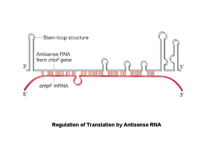 Regulation of Translation by Antisense RNA 