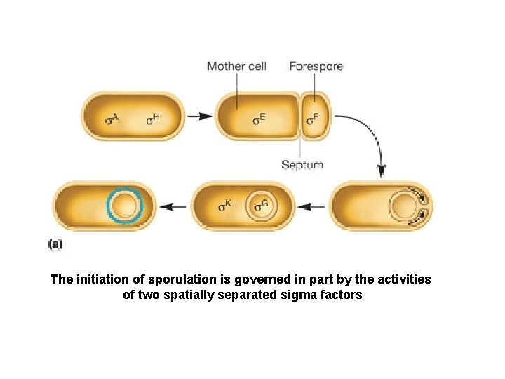 The initiation of sporulation is governed in part by the activities of two spatially