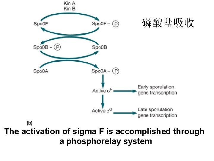 磷酸盐吸收 The activation of sigma F is accomplished through a phosphorelay system 