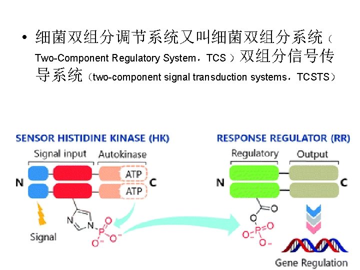  • 细菌双组分调节系统又叫细菌双组分系统（ Two-Component Regulatory System，TCS ）双组分信号传 导系统（two-component signal transduction systems，TCSTS） 