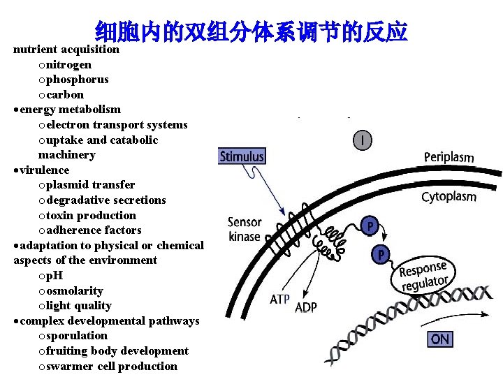 细胞内的双组分体系调节的反应 nutrient acquisition onitrogen ophosphorus ocarbon energy metabolism oelectron transport systems ouptake and catabolic