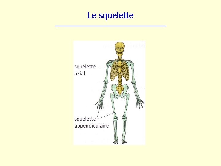 Le squelette 