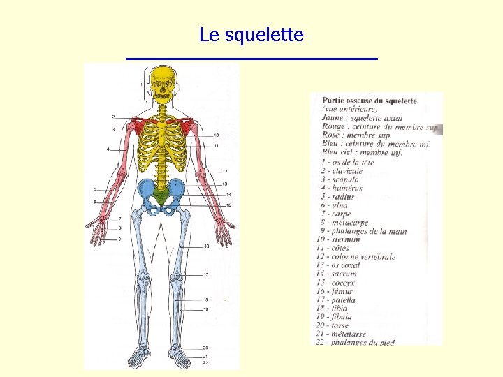 Le squelette 