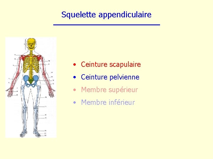 Squelette appendiculaire • Ceinture scapulaire • Ceinture pelvienne • Membre supérieur • Membre inférieur