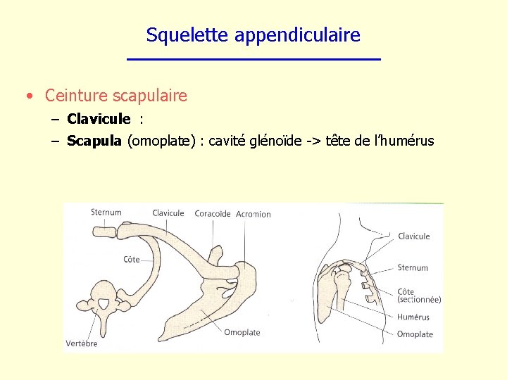 Squelette appendiculaire • Ceinture scapulaire – Clavicule : – Scapula (omoplate) : cavité glénoïde