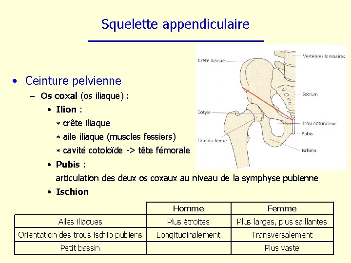 Squelette appendiculaire • Ceinture pelvienne – Os coxal (os iliaque) : • Ilion :