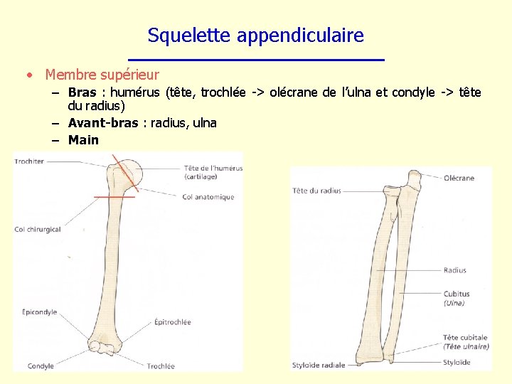 Squelette appendiculaire • Membre supérieur – Bras : humérus (tête, trochlée -> olécrane de