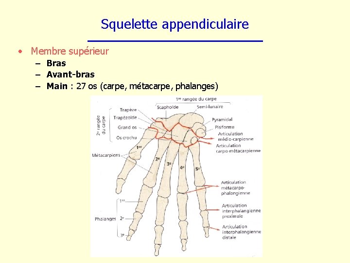 Squelette appendiculaire • Membre supérieur – Bras – Avant-bras – Main : 27 os