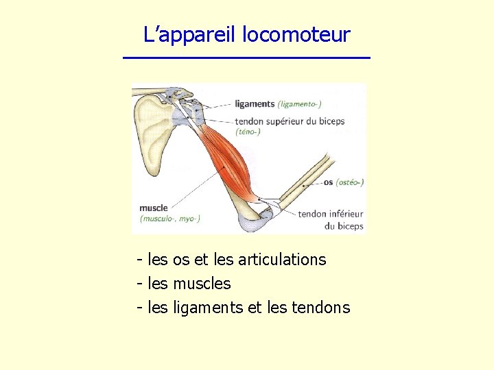 L’appareil locomoteur - les os et les articulations - les muscles - les ligaments