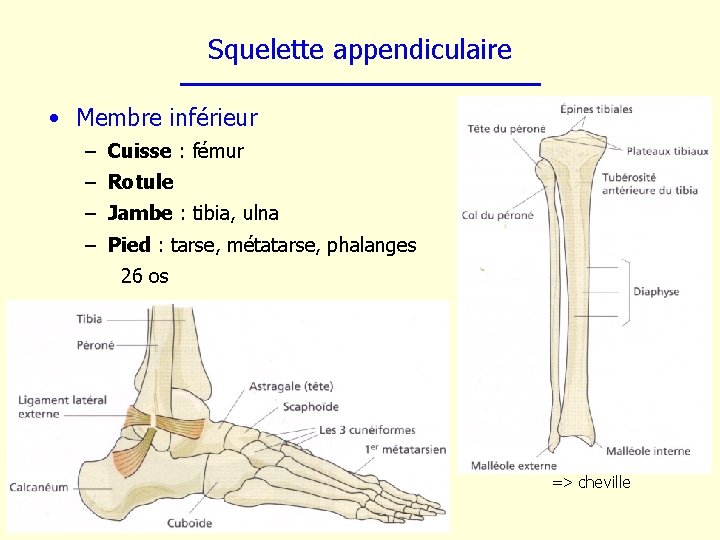 Squelette appendiculaire • Membre inférieur – Cuisse : fémur – Rotule – Jambe :