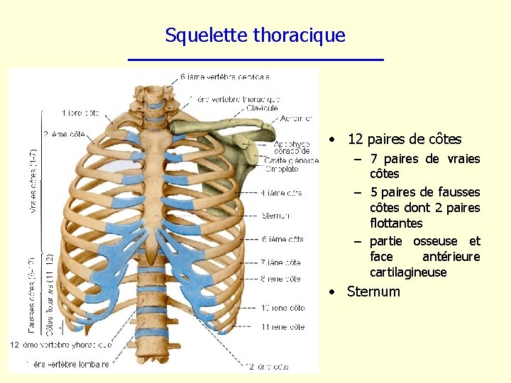 Squelette thoracique • 12 paires de côtes – 7 paires de vraies côtes –