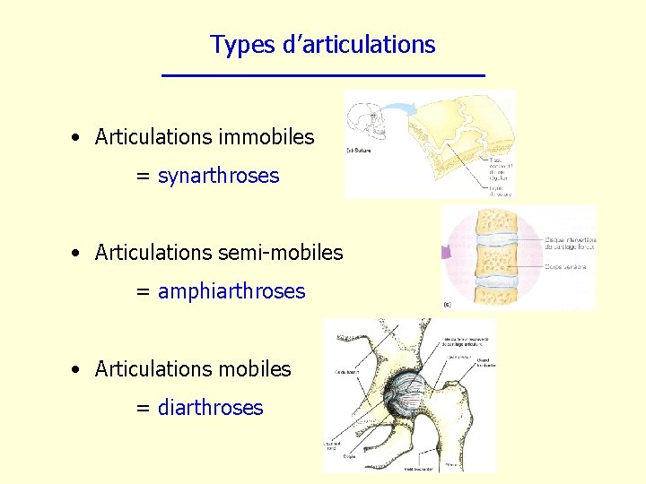 Types d’articulations • Articulations immobiles = synarthroses • Articulations semi-mobiles = amphiarthroses • Articulations