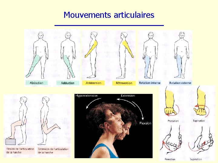 Mouvements articulaires 