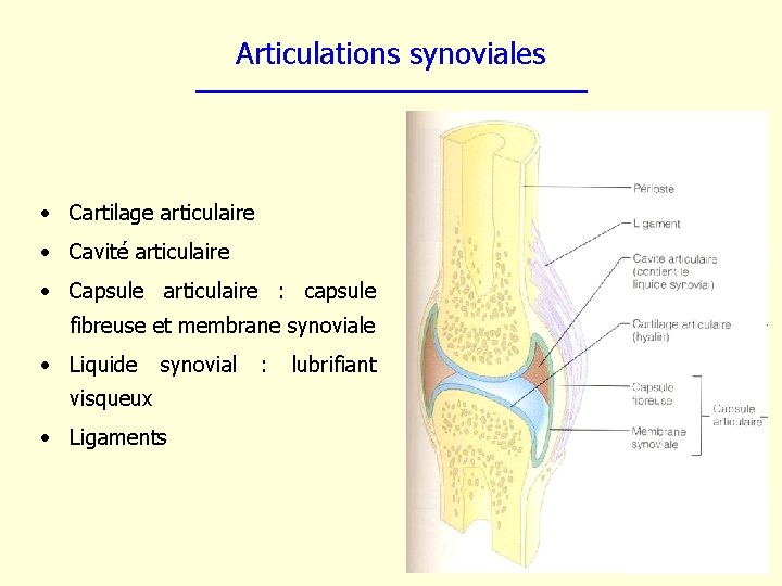 Articulations synoviales • Cartilage articulaire • Cavité articulaire • Capsule articulaire : capsule fibreuse