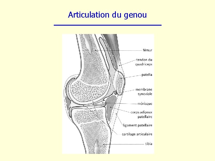 Articulation du genou 