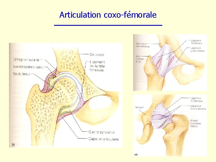 Articulation coxo-fémorale 