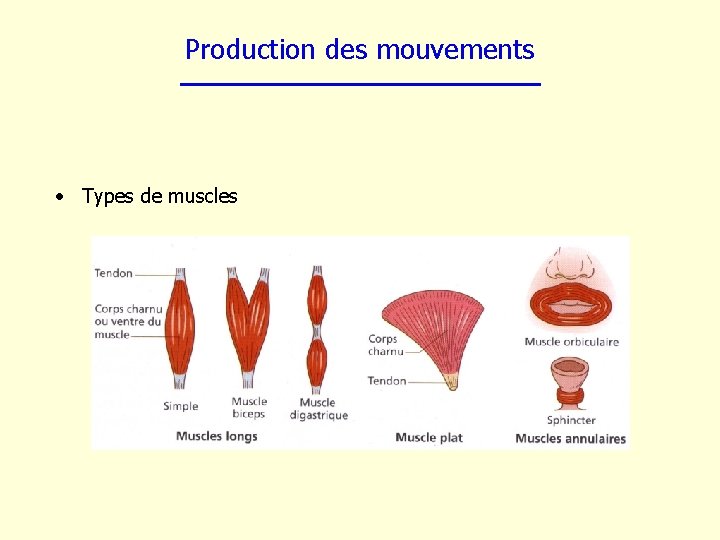 Production des mouvements • Types de muscles 